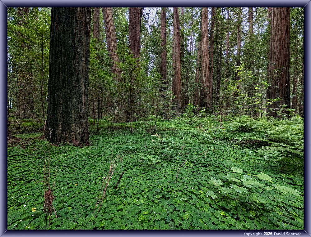 AL-PXL-4224 redwood sorrel, thimbleberry, lady fern, coast redwood. AL-PXL-4224