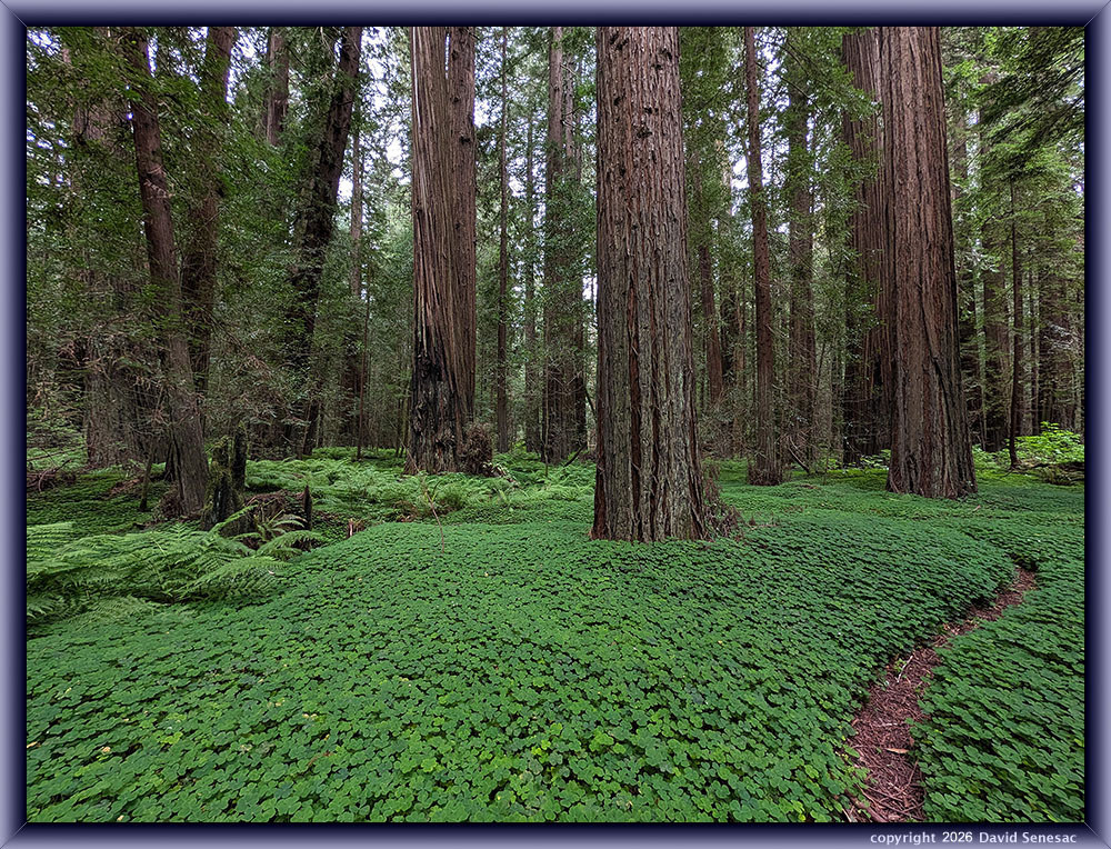 AL-PXL-9645 redwood sorrel, lady fern, coast redwood. AL-PXL-9645