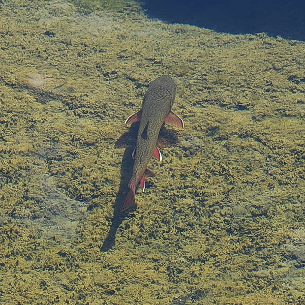 AN-PXL-10505-cr1 eastern brook trout AN-PXL-10505-cr1