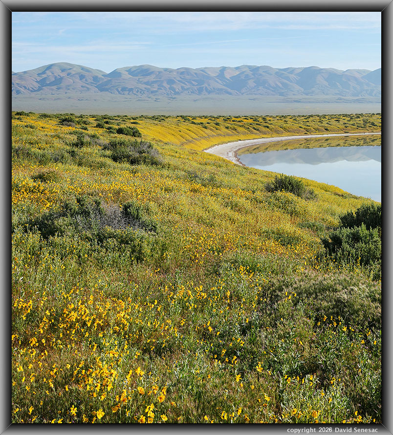 VK00018-00044-2x1v Old Potato Lake, Bigelow's coreopsis, alkali goldfields, filaree, fiddleneck, saltbush, Temblor Range. VK00018-00044-2x1v