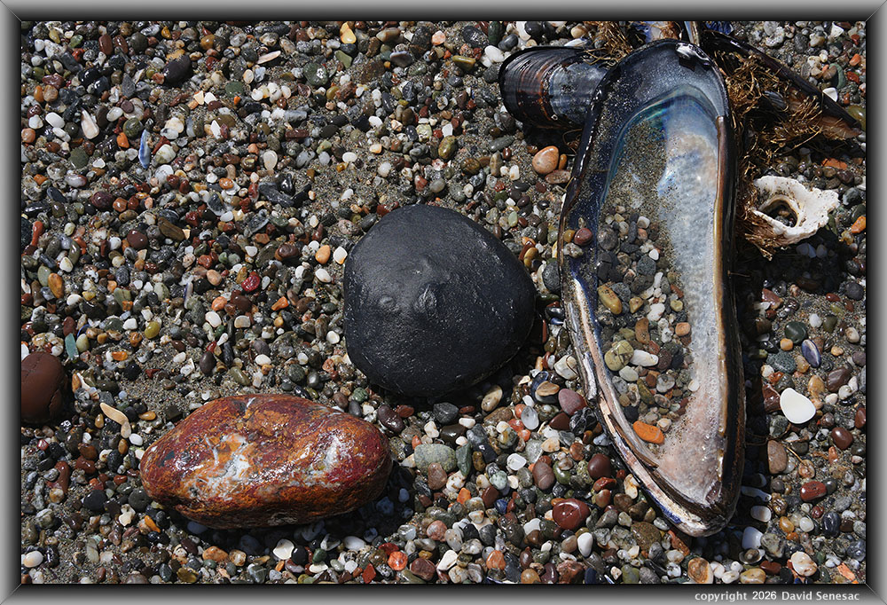 VQ09444-65h surf smoothed, wet mélange beach stones, mussel shell. VQ09444-65h