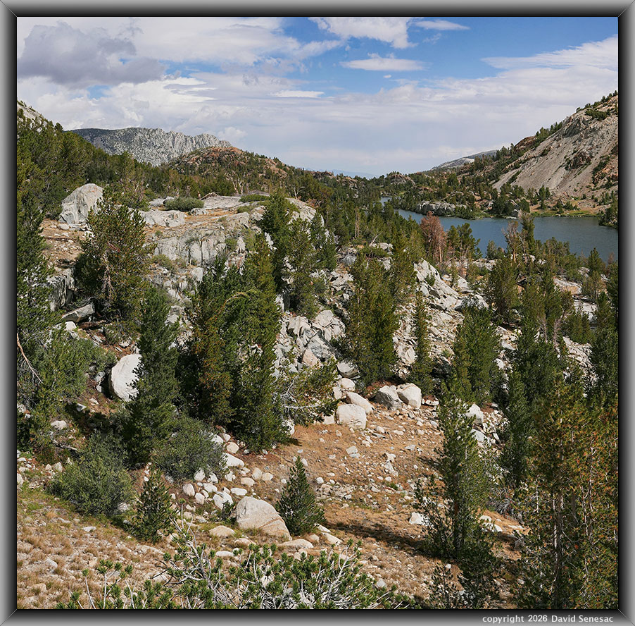 VS00253-00268-2x1v Long Lake, whitebark pine, Sierra willow VS00253-00268-2x1v