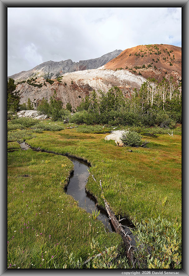 VS00289-94v Chocolate Peak, Inconsolable Range, stream, Lemmon's paintbrush, yarrow, whitebark pine, Sierra willow VS00289-94v
