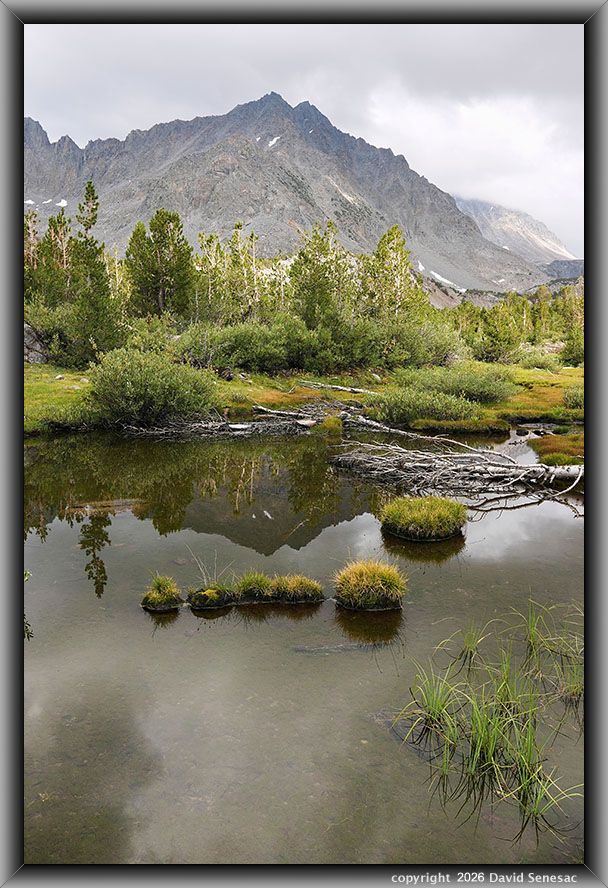 VS00331-35v Picture Puzzle Peak, pond, Sierra willow, whitebark pine VS00331-35v