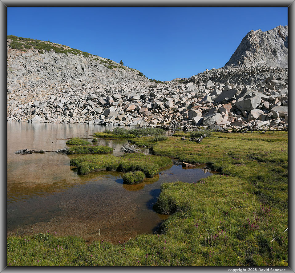 VS00512-00522-2x1v Margaret Lake, Lemmon's paintbrush, little Indian's head, common monkeyflower, Sierra willow, whitebark pine VS00512-00522-2x1v