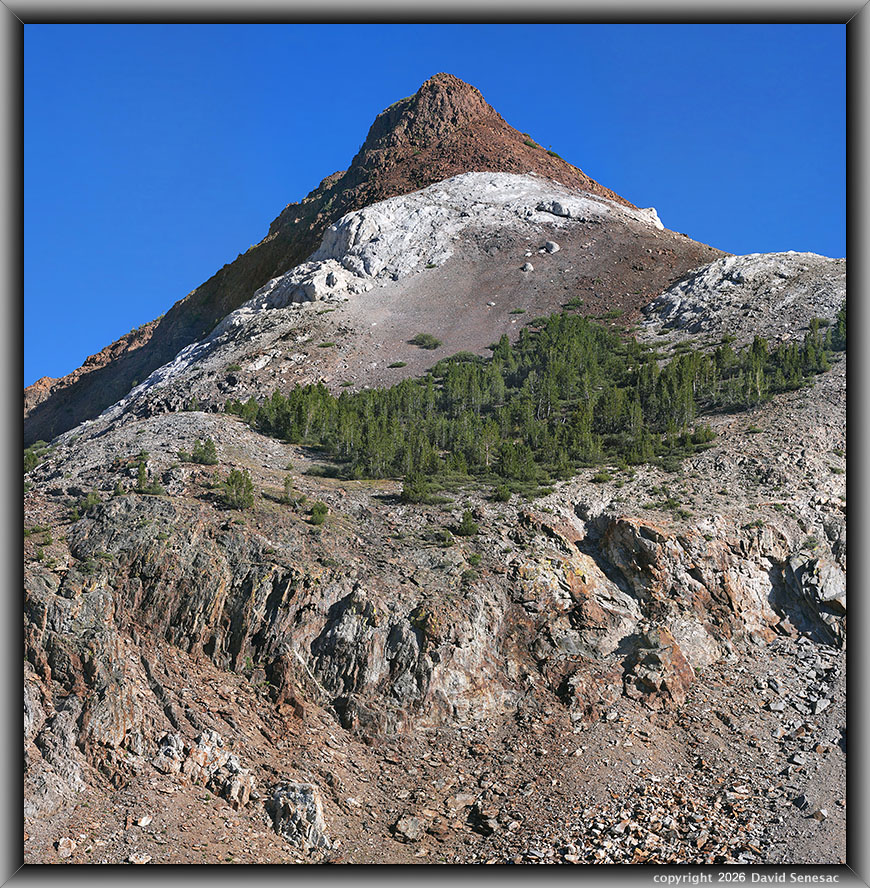 VS00780-00787-3x2v Chocolate Peak, whitebark pine. VS00780-00787-3x2v