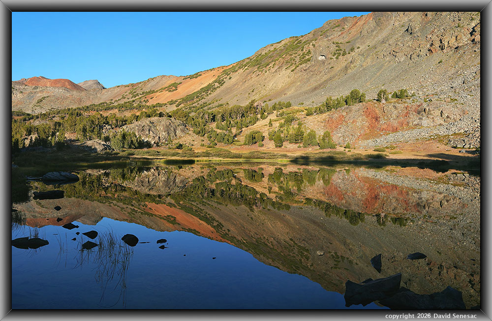 VS00431-00450-3x1v middle Frog Lake 10372, whitebark pine VT01429-01442-3x1v