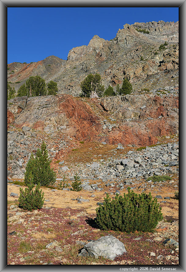 VT01500-08v whitebark pine, dwarf billberry, mountain hemlock VT01500-08v