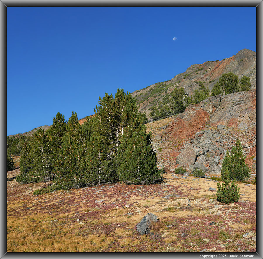 VT01509-01529-2x1v Moon, whitebark pine, dwarf billberry, red mountain heather VT01509-01529-2x1v