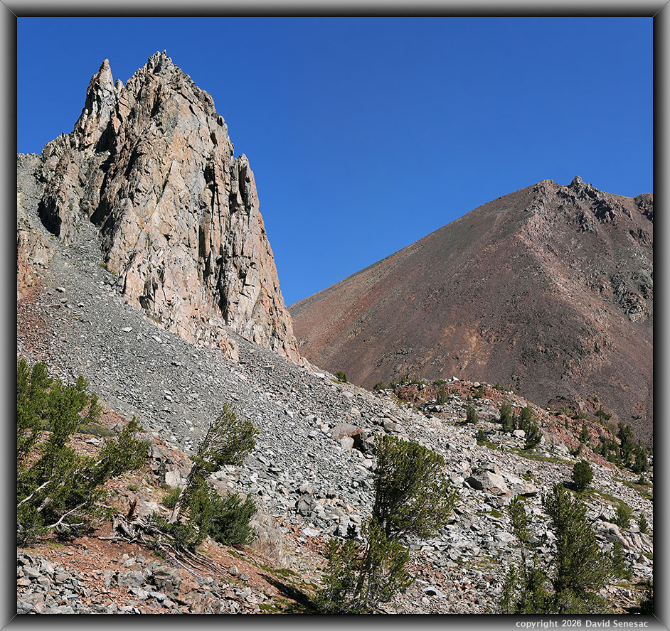 VT01530-01535-2x1v The Massif, Dunderberg Peak, whitebark pine VT01530-01535-2x1v
