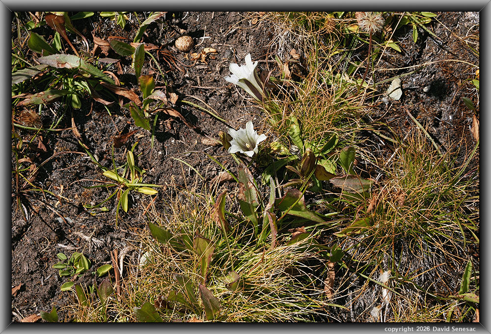 VT01759-78h alpine gentian, mountain cottontail scat VT01759-78h