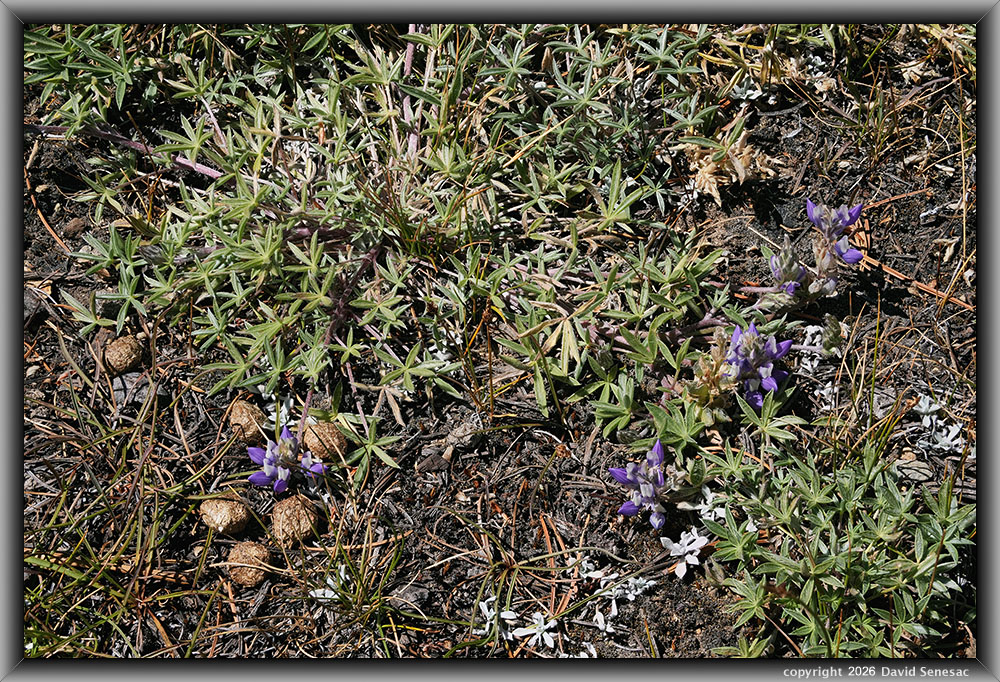 VT01779-09h Brewer's lupine, butterballs, mountain cottontail scat VT01779-09h
