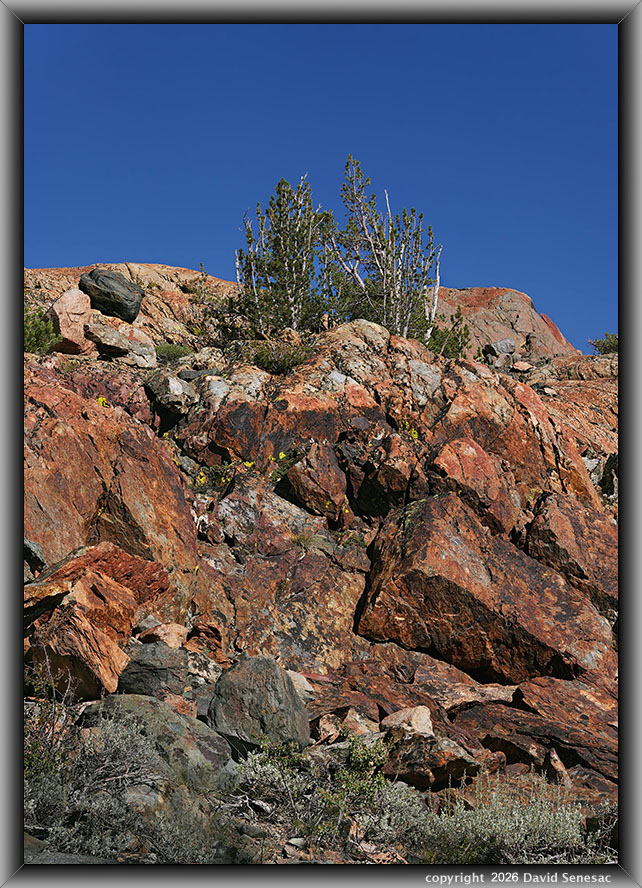 VT02235-57v Orange Dome, whitebark pine, sagebrush sp VT02235-57v