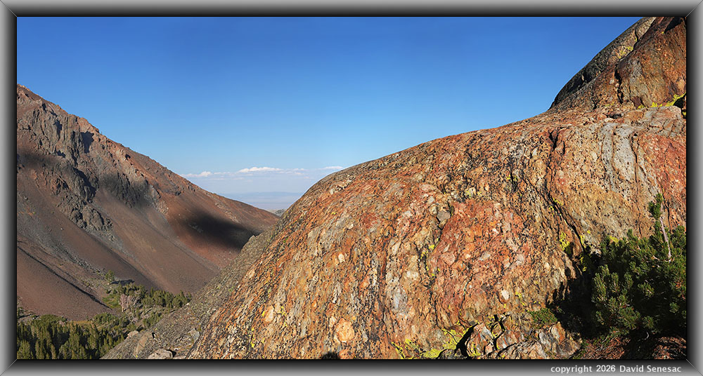 VT02485-02534-4x1v Orange Dome, whitebark pine VT02485-02534-4x1v