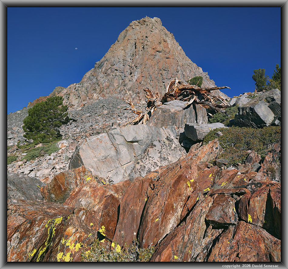 VT02681-02703-1x2h The Massif, whitebark pine, mountain hemlock, Moon VT02681-02703-1x2h