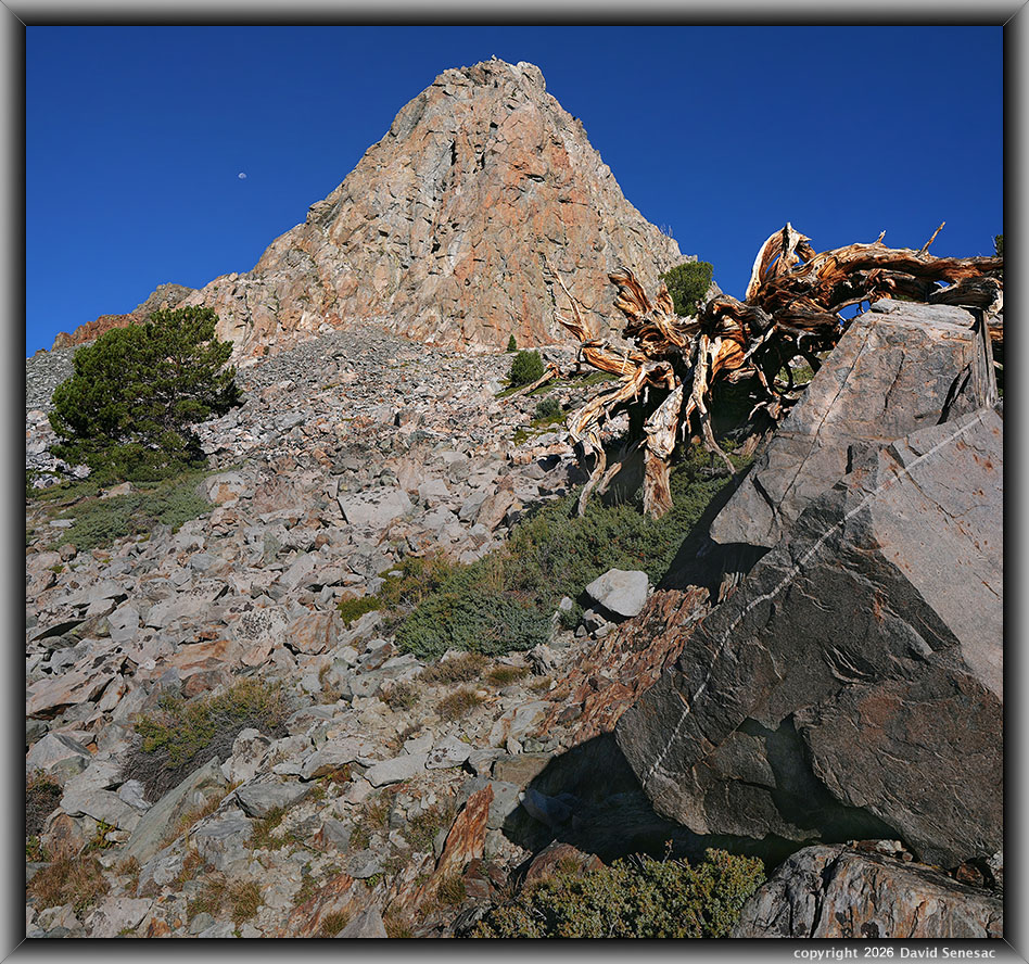 VT02704-02717-1x2h The Massif, whitebark pine, mountain hemlock, Moon VT02704-02717-1x2h