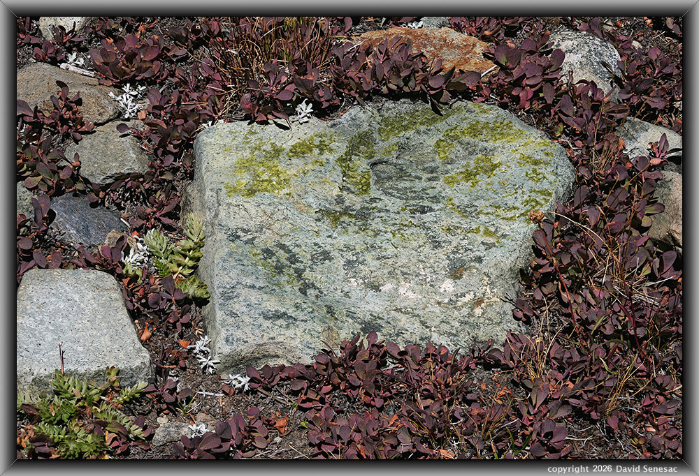 VT02857-96h close-up dwarf bilberry VT02857-96h