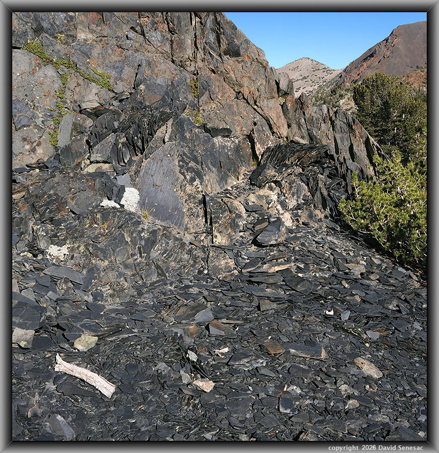VT03031-03061-2x1v black shale, whitebark pine, South Peak VT03031-03061-2x1v