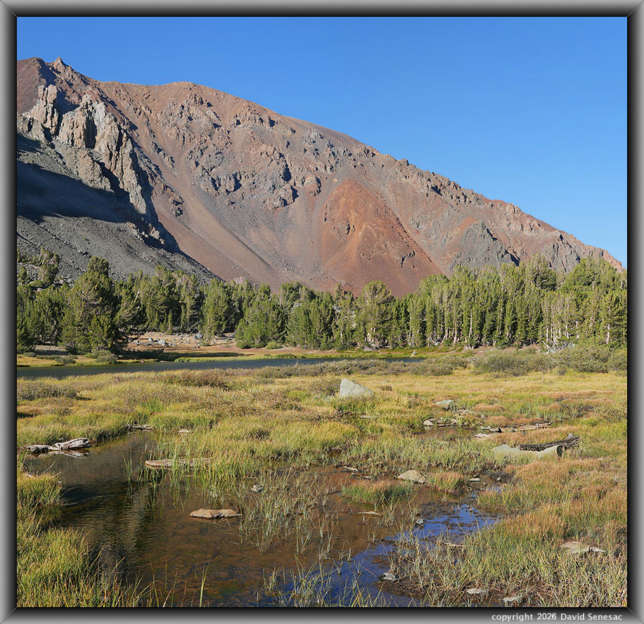 VT03146-03167-2x1v whitebark pine, Virginia Creek, middle Frog Lake, Dunderberg Peak VT03146-03167-2x1v