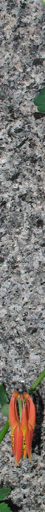 columb_gran