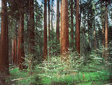 07-W-4T