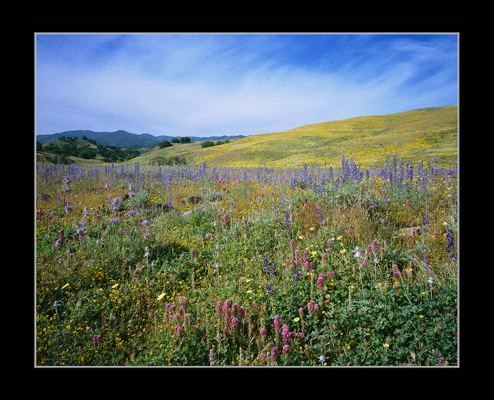 Lupine Stream Plain Wildflower Wonderland