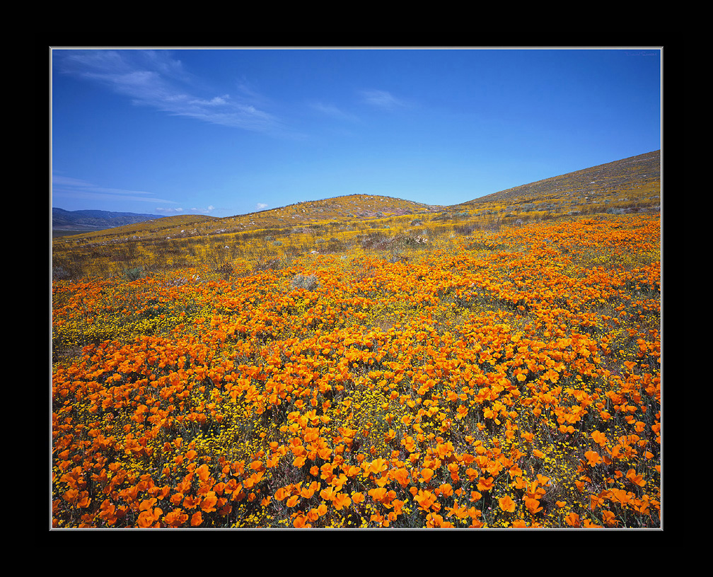 Fairmont Butte California Poppies