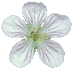 geranium